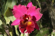 กล้วยไม้...แคทลียา (Cattleya)