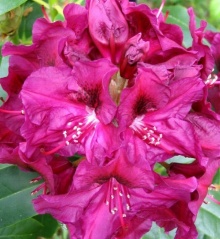 ดอก Rhododendron