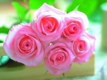 Roses_Symbol of Indispensable Love .•°•.° ღღღ Part 2/2