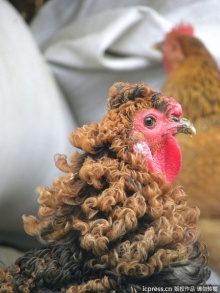 ไก่กลายพันธุ์ขนหยิกเป็นลอนสวยอย่างกับดัด
