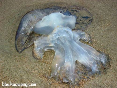 Jellyfish..เห็นแล้วหวาดเสียว 2