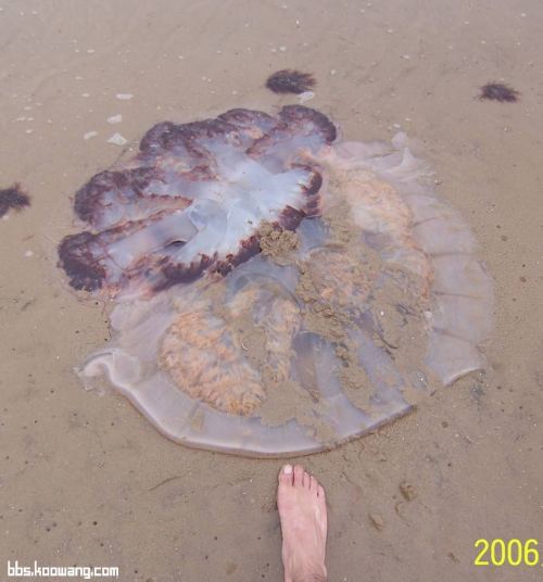 Jellyfish..เห็นแล้วหวาดเสียว 2