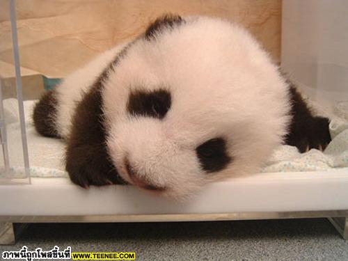 เอาใจคนรักแพนด้า : Baby Panda 
