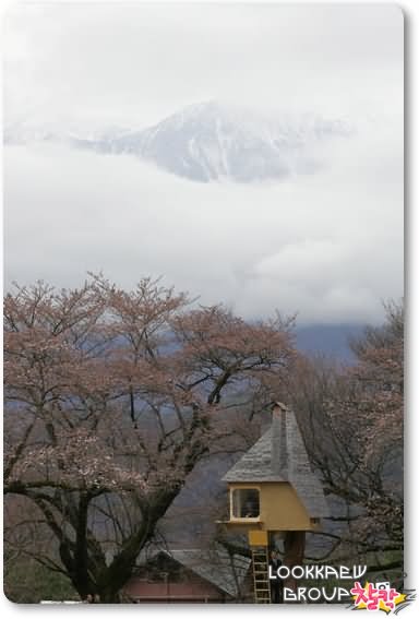 ๏~* Japanese Tree House *~๏