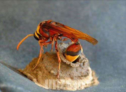 Wasp Homebuilding