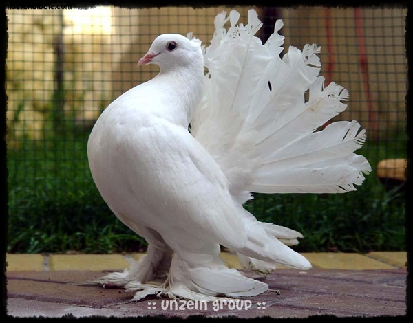 The Elegance of Royal Pigeons