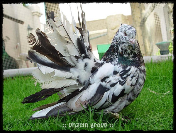 The Elegance of Royal Pigeons