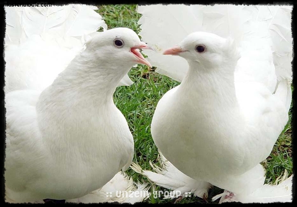 The Elegance of Royal Pigeons