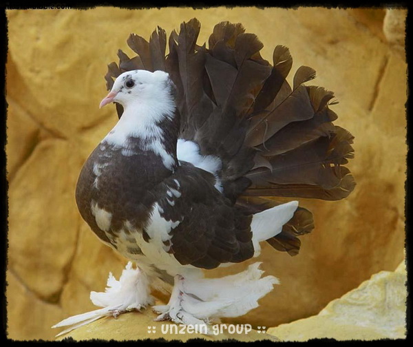 The Elegance of Royal Pigeons