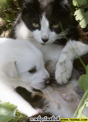 แม่แมว กับ ลูกหมาน้อย น่ารักสุดๆ