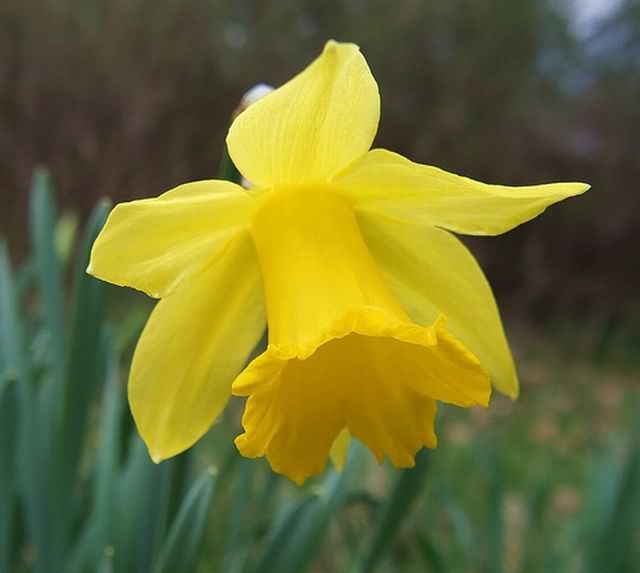 ดอกแดฟโฟดิล (Daffodil Flowers)