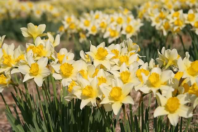 ดอกแดฟโฟดิล (Daffodil Flowers)