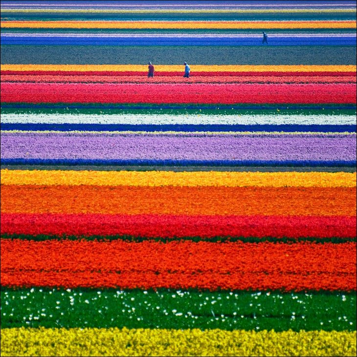 Tulip fields in the Netherelands --- Wow !!!