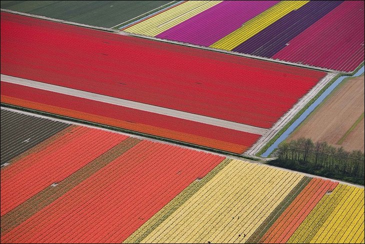 Tulip fields in the Netherelands --- Wow !!!