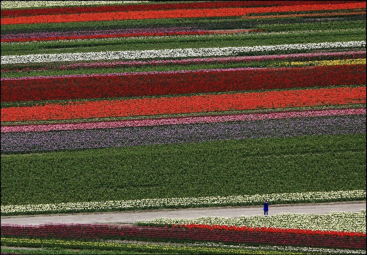 Tulip fields in the Netherelands --- Wow !!!