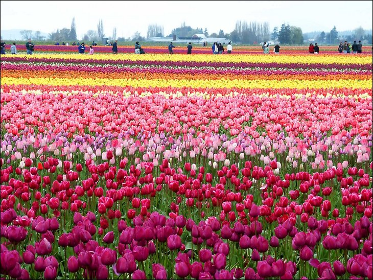 Tulip fields in the Netherelands --- Wow !!!