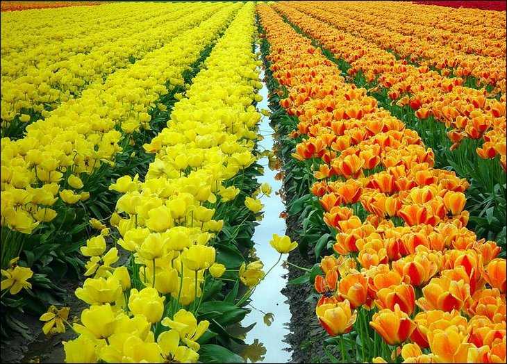 Tulip fields in the Netherelands --- Wow !!!