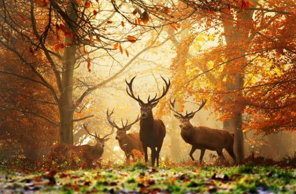 Beautiful Deers with Big Horns