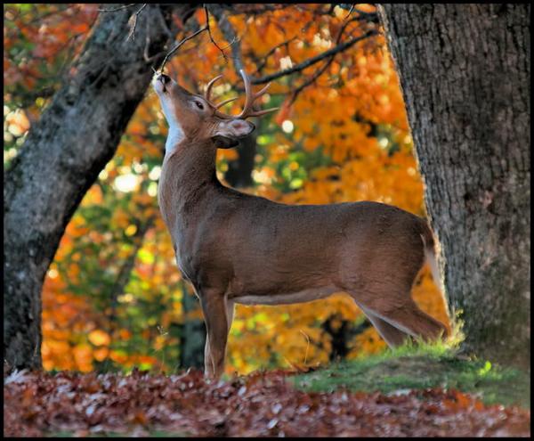 Beautiful Deers with Big Horns