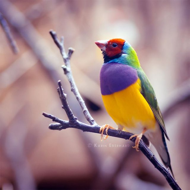 นกสวยๆ ดีกรีความงามระดับโลก 