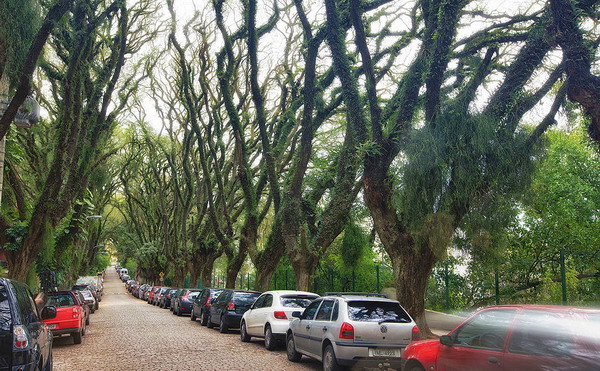 ถนนสีเขียว ถนน Rua de Carvalho Goncalo บราซิล