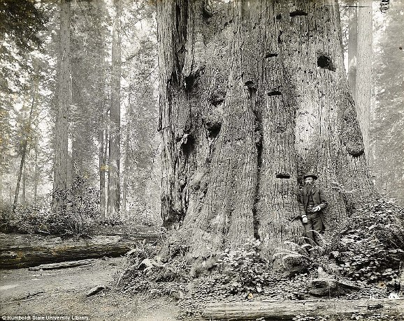 เปิดภาพประวัติศาสตร์ ช่างตัดไม้โค่นต้นสนแดงขนาดยักษ์ ด้วยเครื่องมือในอดีต