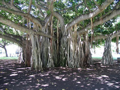 Banyan