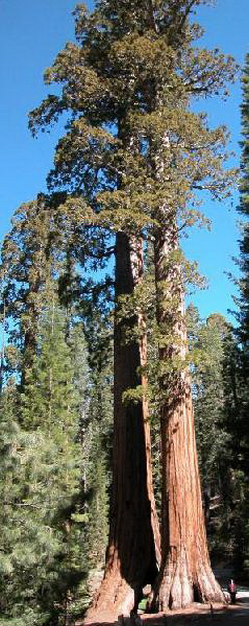 Coast Redwood