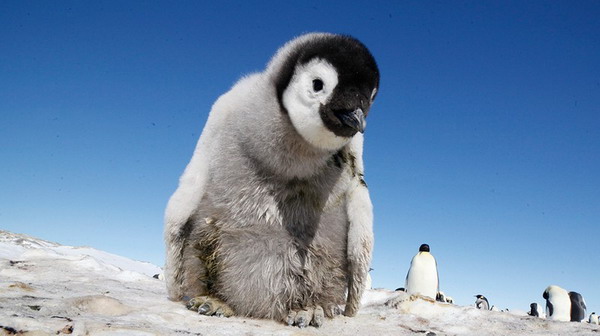 ติดกล้อง แอบส่องชีวิตส่วนตัว เพนกวิน แบบใกล้ๆ