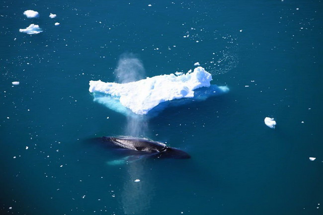 ชม"ภูเขาน้ำแข็ง" Icebergs ในมุมสวย ๆ คลายร้อนกันหน่อย!!