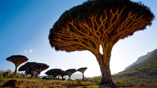 ต้นเลือดมังกรดูเหมือนเห็ดขนาดใหญ่ยักษ์ บนเกาะ Socotra ในทะเลอาราเบียน