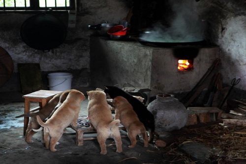 มะหมาพี่น้องรุมผิงไฟแก้หนาวในจีน