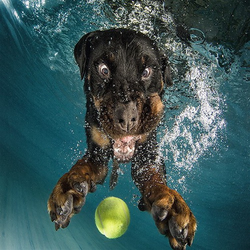 รวมภาพสุดฮาน้องหมาในสระว่ายน้ำ