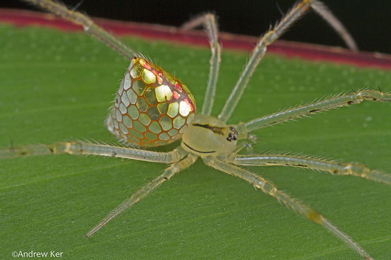 “sequined spiders” แมงมุมที่สวยที่สุดเท่าที่เคยเห็น