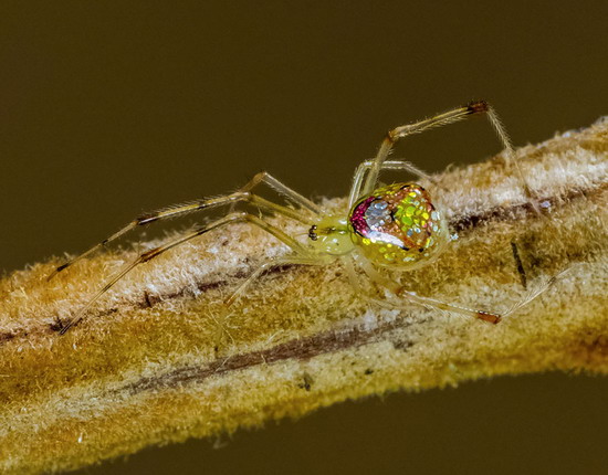 “sequined spiders” แมงมุมที่สวยที่สุดเท่าที่เคยเห็น