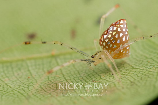 “sequined spiders” แมงมุมที่สวยที่สุดเท่าที่เคยเห็น