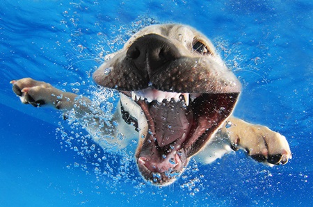 ภาพถ่าย \"สุนัขใต้น้ำ\" สุดน่ารัก