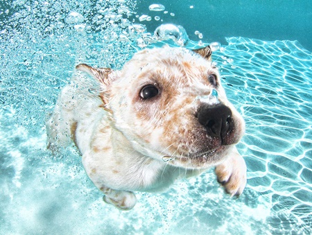 ภาพถ่าย \"สุนัขใต้น้ำ\" สุดน่ารัก