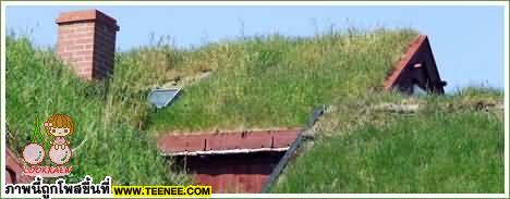 Green Roofs 