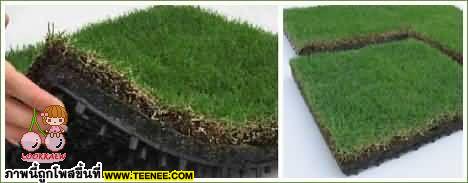 Green Roofs 