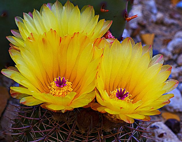 cactus flower # 2