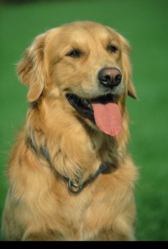 Golden retriever