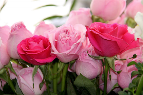 ดอกกุหลาบสวยๆ สำหรับคนที่คุณรัก  (2)