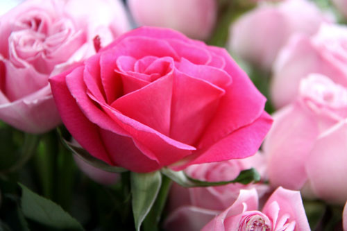 ดอกกุหลาบสวยๆ สำหรับคนที่คุณรัก  (2)
