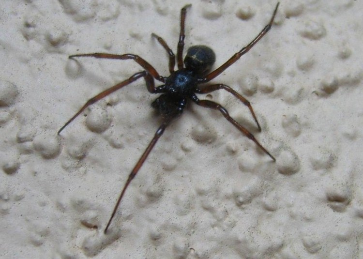 2 spider-black-brown