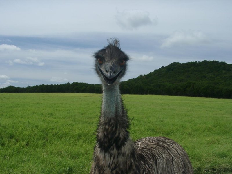 5 Emu-นกอีมู