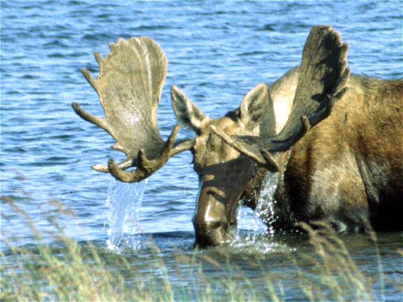 6 Moose-กวางขนาดใหญ่เขาแบน
