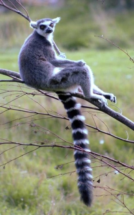 11 Lemur-ลีเมอร์