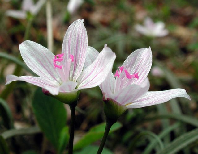 ดอก Claytonia