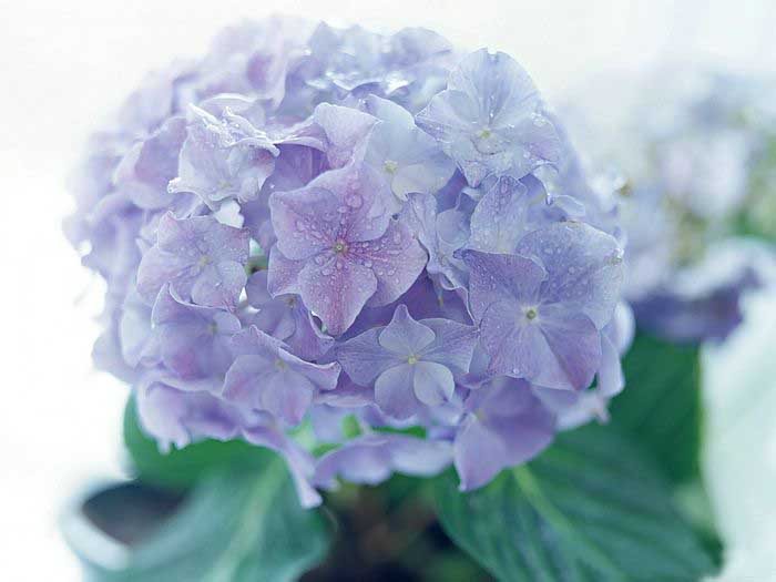 .. hydrangea ..(^∇^)/ 2